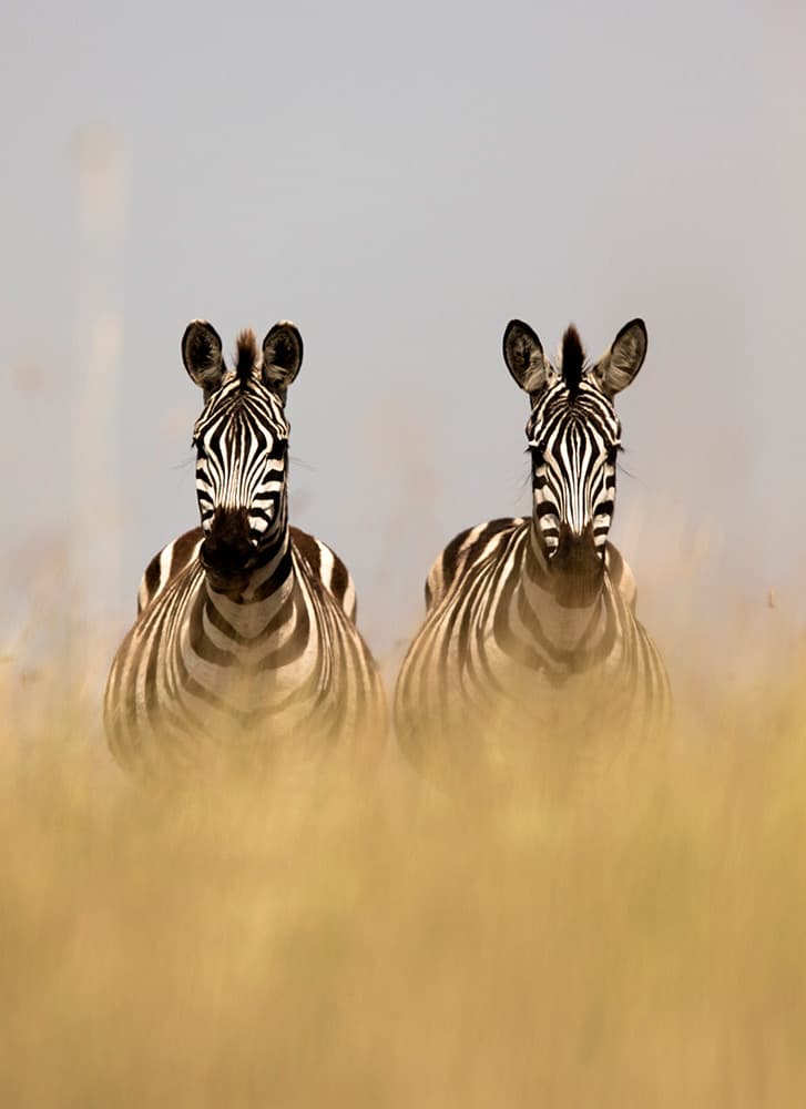 A close up of a zebra's face