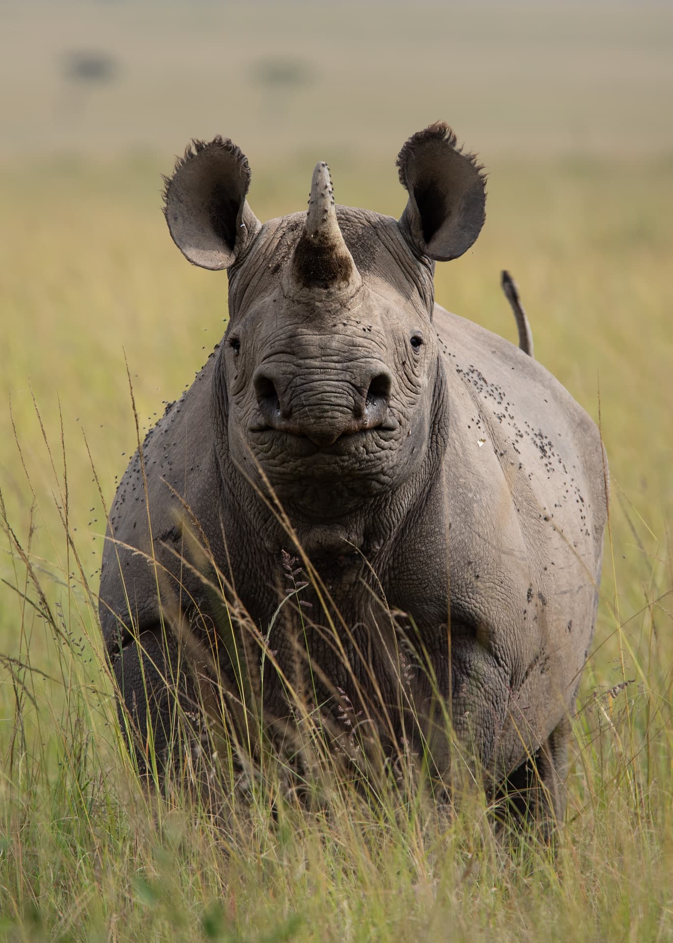 A hot air balloon over the Masai Mara
