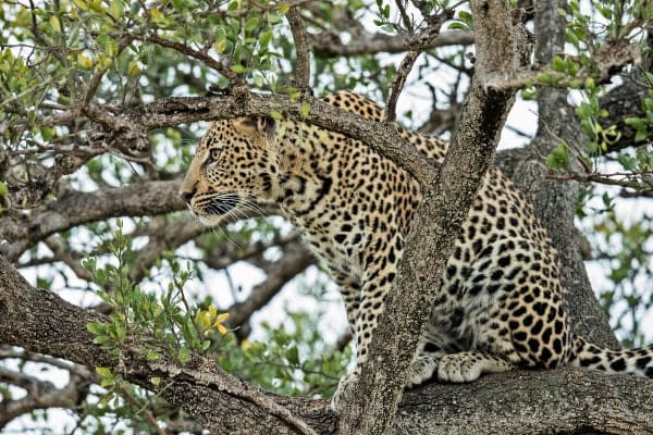 Leopard on a tree branch