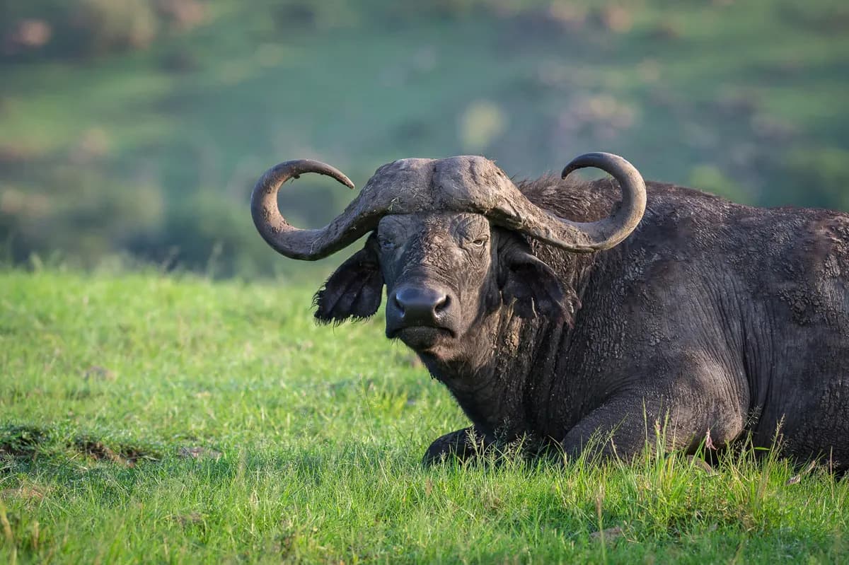 African buffalo in savanna
