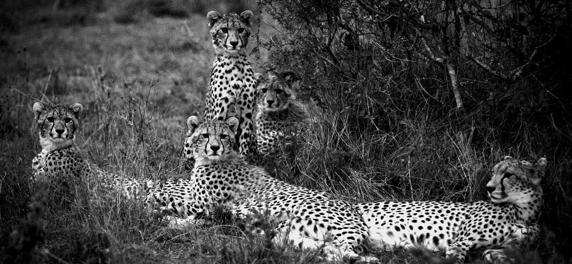 Cheetah sitting on a rock