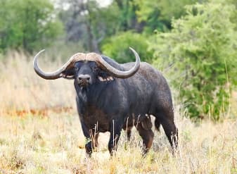 African Buffalo