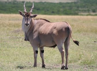 Eland