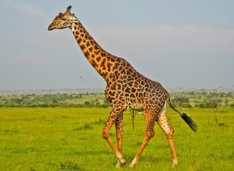 Giraffe