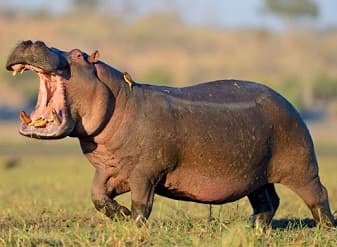 Hippopotamus