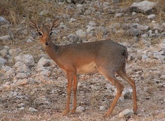 Dik-dik