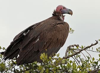 Vulture