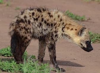 Hyena