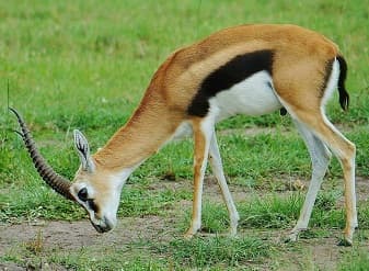 Gazelle