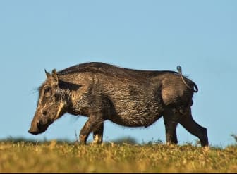 Warthog