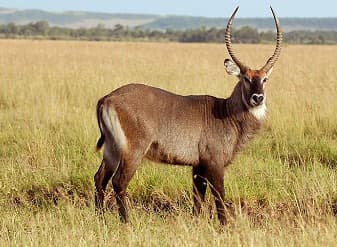 Waterbuck