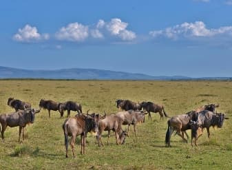 Wildebeest