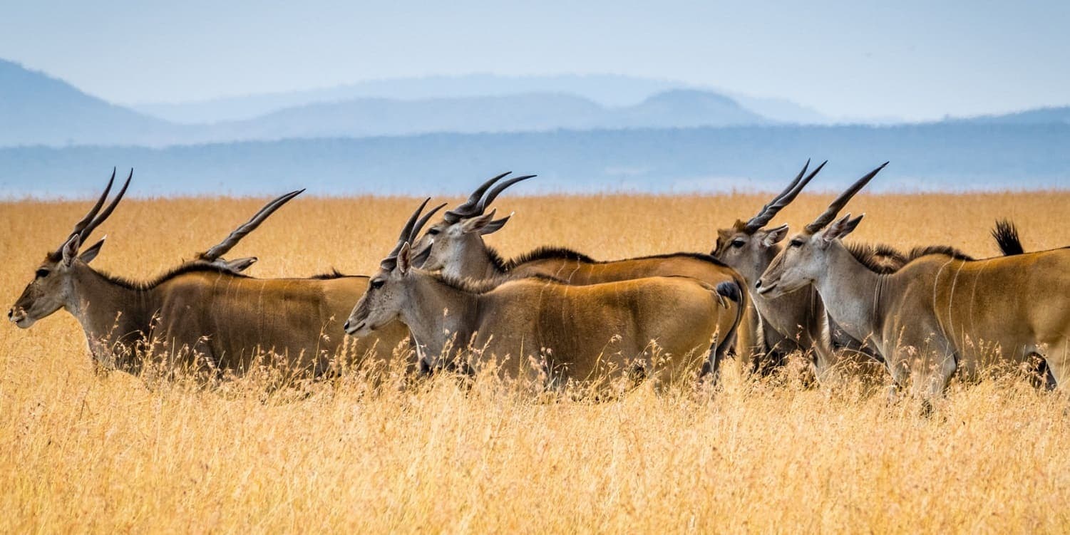 A collection of wildlife in one frame
