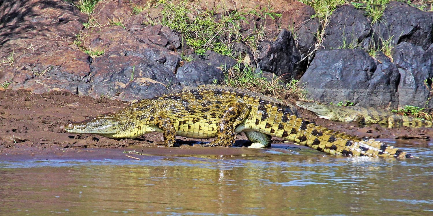 Nile Crocodile